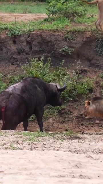 lion vs buffalo ||dangerous fight смотреть онлайн