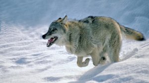 Арина(Кузнецова, "Волчица", автор-В.Тюльканов, прекрасный поэт, композитор, педагог-вокалист,Новочеб