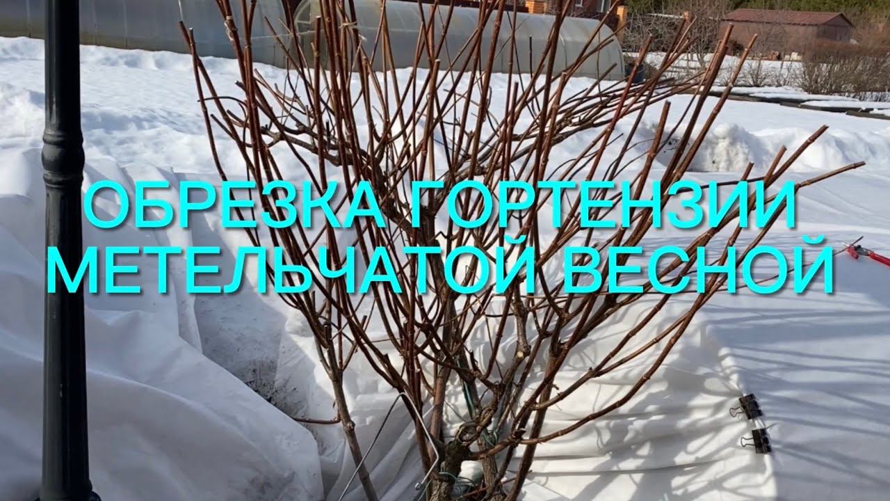 Медлить нельзя!!! Срочно начинаем весеннюю обрезку гортензий метельчатых смотреть онлайн