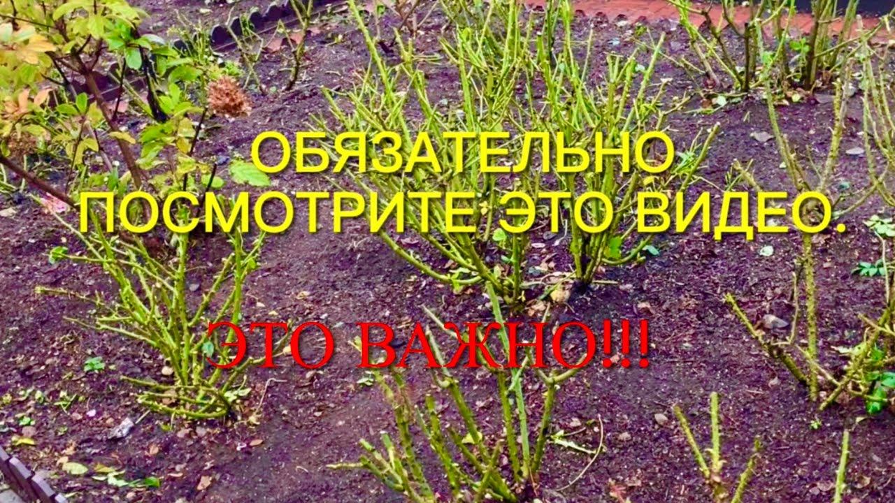 Хотите остаться без роз? Или вырастим шикарный розарий? Правильно готовим розы к зиме. смотреть онлайн