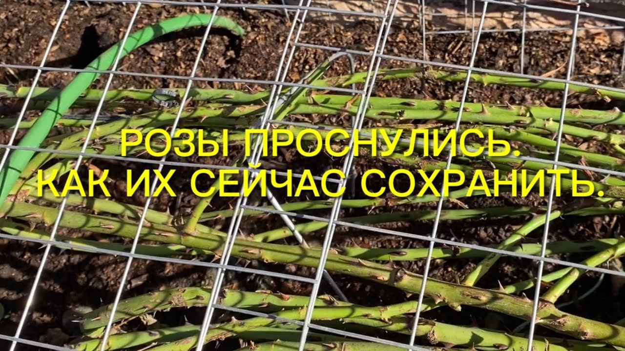 Розы. Резкое потепление. Открывать розы или нет? Обзор сада. Первые работы в саду. смотреть онлайн