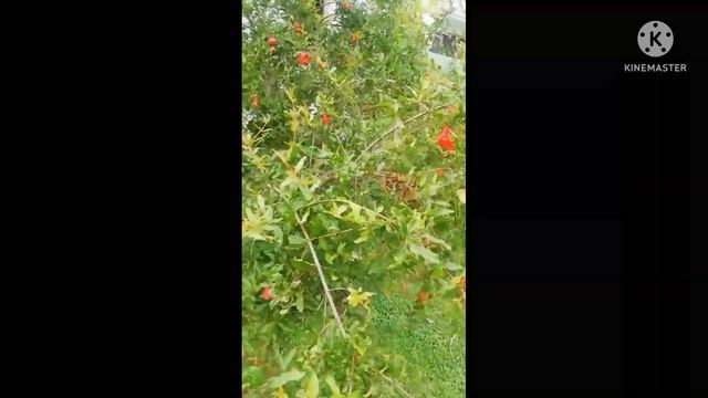 Guava#Pomogranate#Papaya trees смотреть онлайн