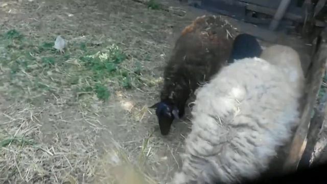 НАШИ ОВЦЫ. смотреть онлайн