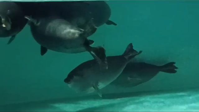 Плавники красивые смотреть онлайн