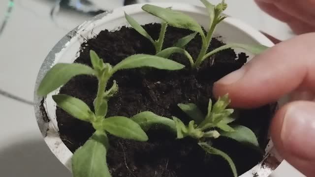 Укоренение петуний вегетативным способом. Обзор. смотреть онлайн