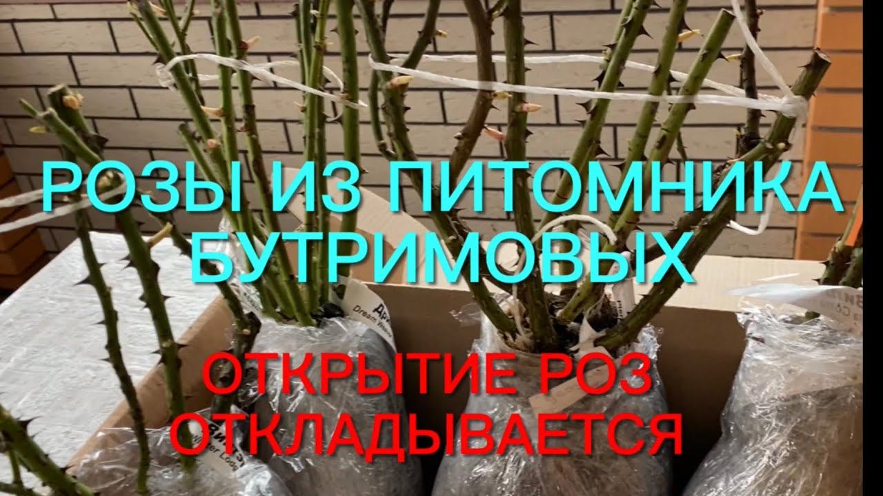 Розы. Загад не бывает богат! Открытие роз откладывается. Посылка из питомника Бутримовых. смотреть онлайн