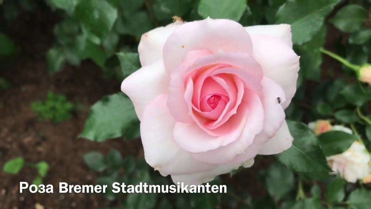 Розы. Bremer Stadtmusikanten, Michelle Bedrossian, Johann Strauss, Princess Alexandra of Kent смотреть онлайн