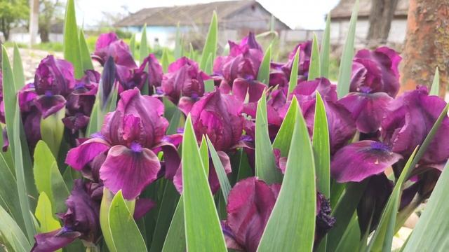 irises beautiful flowers in garden цветы ириса в саду смотреть онлайн