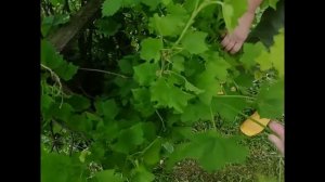 Удаляем странный сорняк из куста смородины