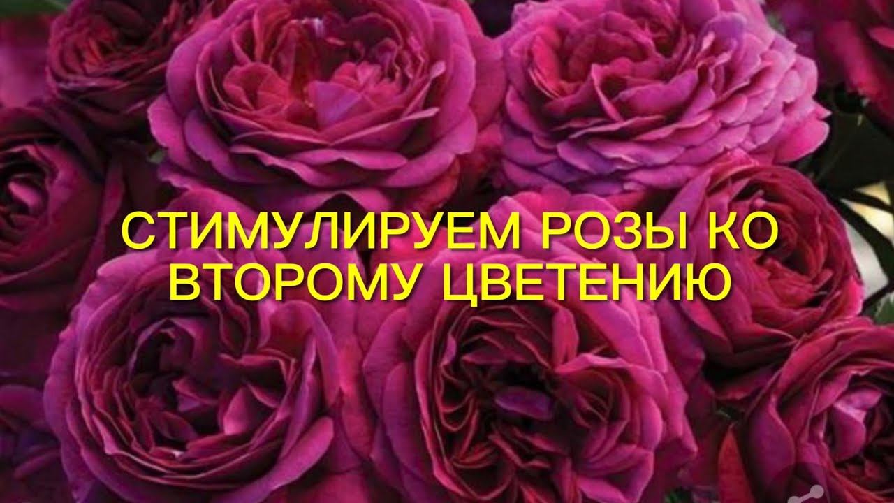 Стимулируем розы ко второму цветению. Правильно обрезаем розы и пышное цветение гарантировано. смотреть онлайн