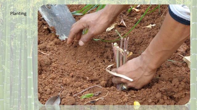 How to Grow citronella grass смотреть онлайн