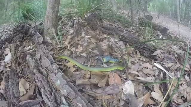 Green tree snake swallows large frog смотреть онлайн
