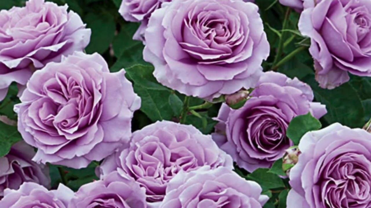 Розы. Заказ на весну 2021 года в питомнике Розы Вдохновения. Посмотрите какая красота!!! смотреть онлайн