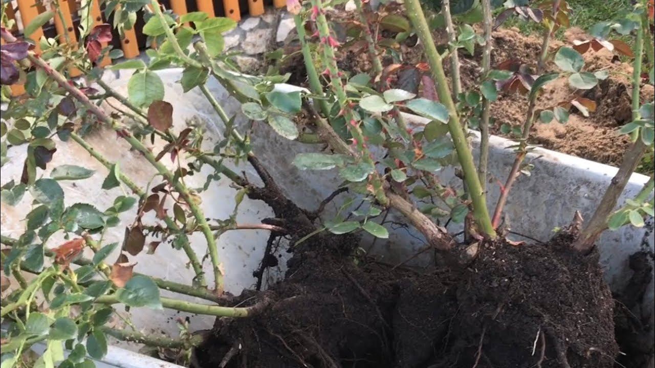 Розы. Пересадка взрослой Розы Салита. смотреть онлайн