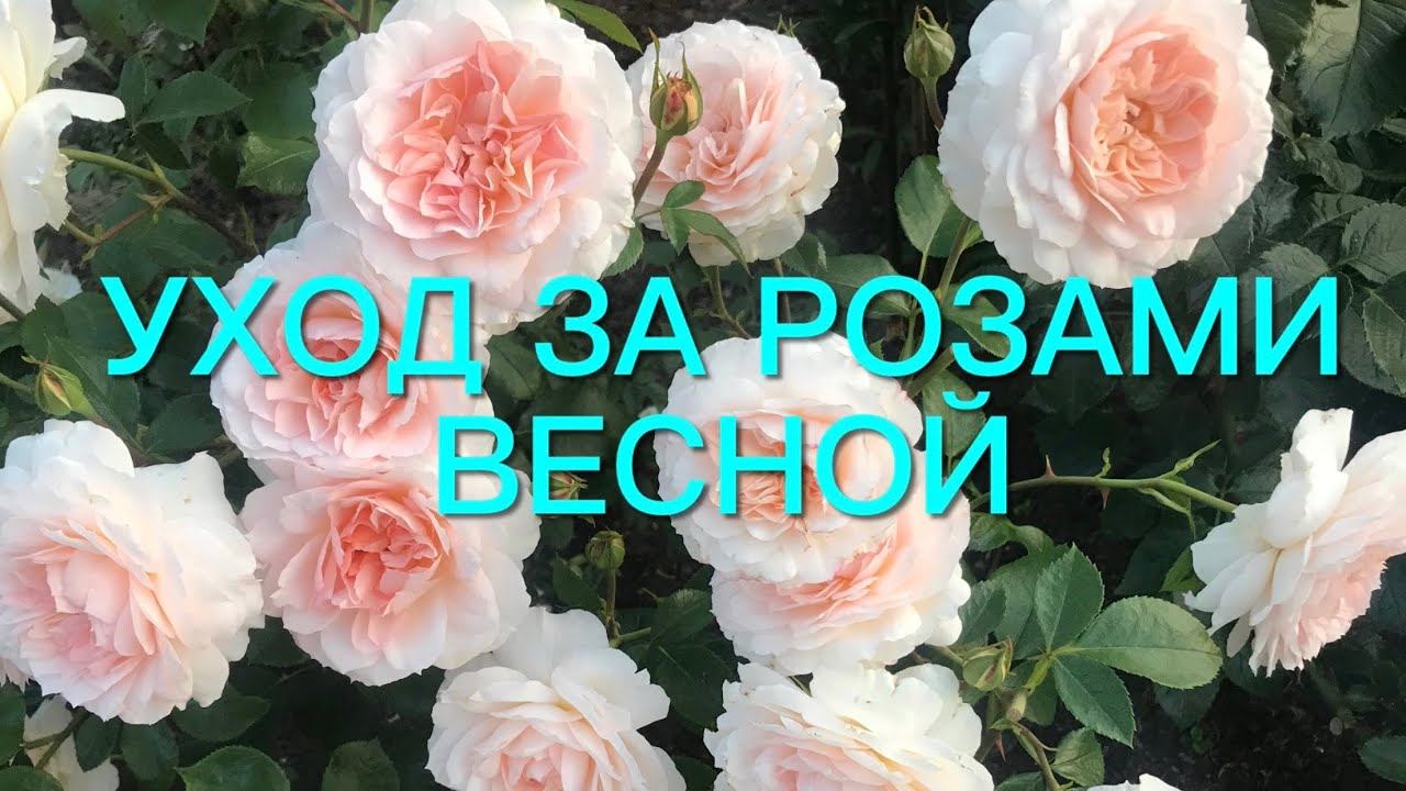 Розы. Все секреты ухода за розами весной. Укрывать розы в зиму или нет? Сравним результат зимовки. смотреть онлайн