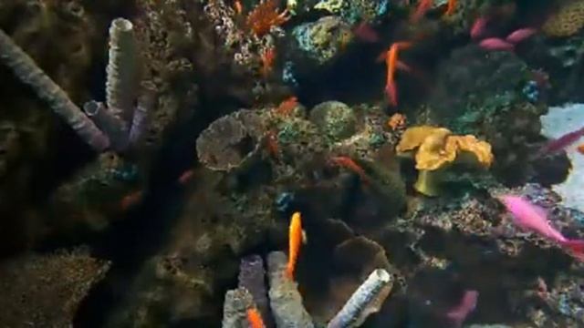 fish 527 смотреть онлайн