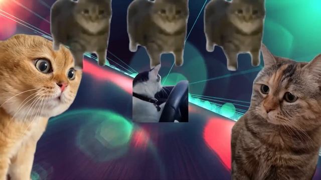 Christell - Dubidubidu (RiraN Remix) 【Chipi Chipi Chapa Chapa】 #猫ミーム #猫マニ