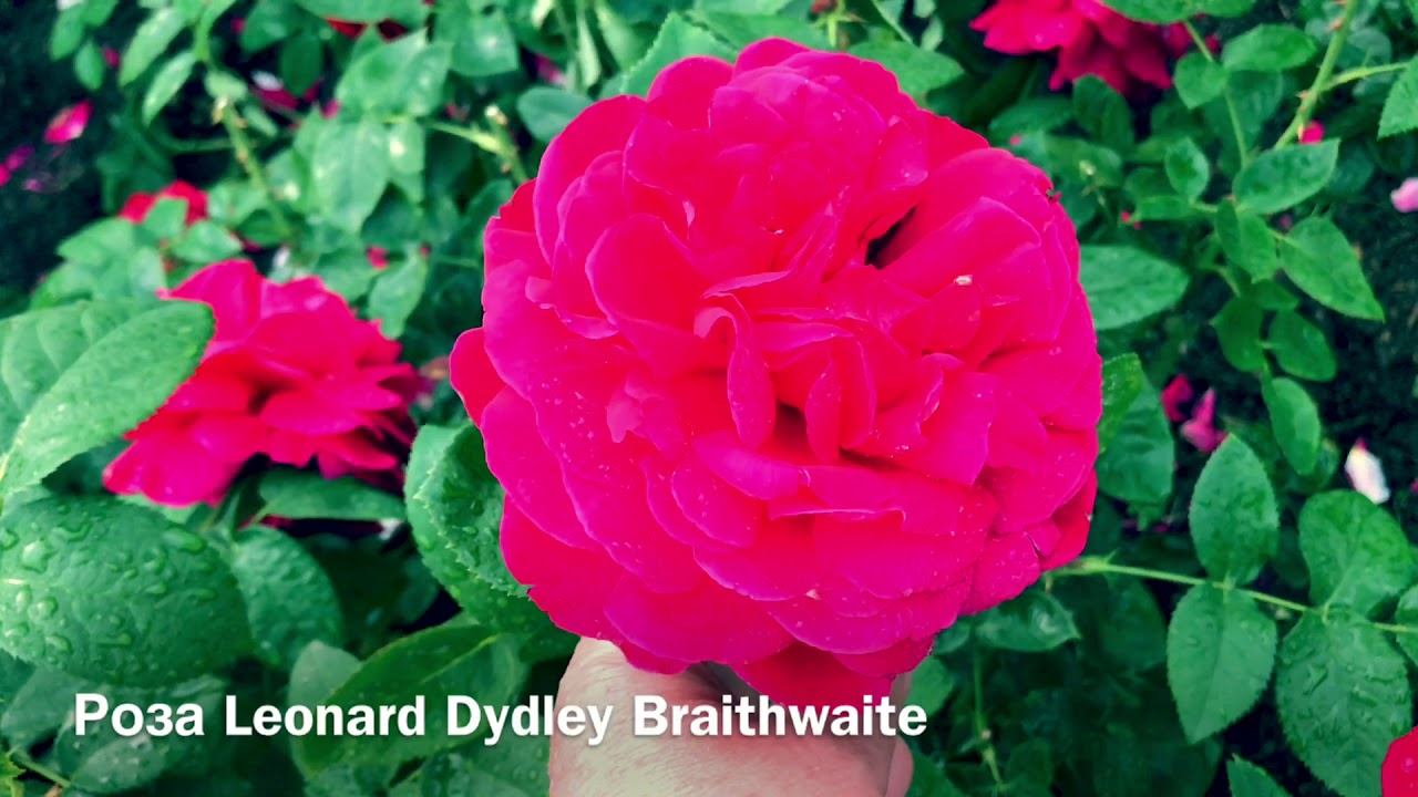 Розы. Выбираем розы для новичков. смотреть онлайн