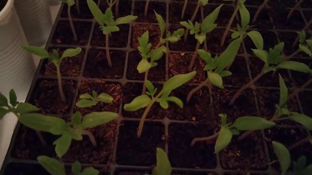 Қызанақтар қалай өсіп жатыр, жағдайы? Қызанақ өсіру. Қызанақ өсіру барысы. смотреть онлайн