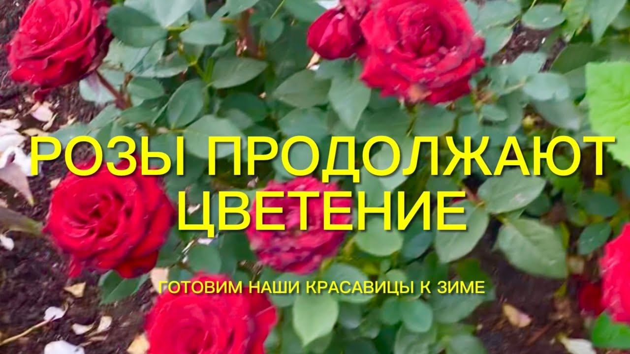 Розы. Я думала все гораздо страшнее, но они дождались меня и …. смотреть онлайн