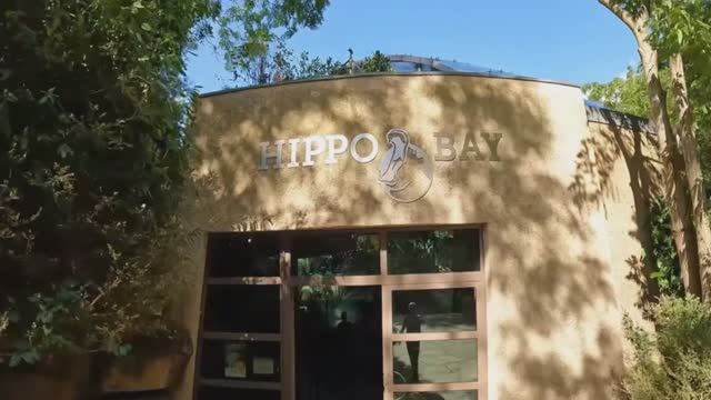 Зоопарк в Берлине резиденция бегемотов обзор пешая прогулка туризм отдых путешествия экскурсия