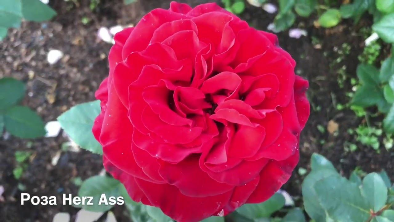 Розы. Невозможно не влюбиться...Juliet, Kerio, Herz Ass , La Villa Cotta. смотреть онлайн