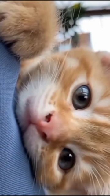 котик смотреть онлайн