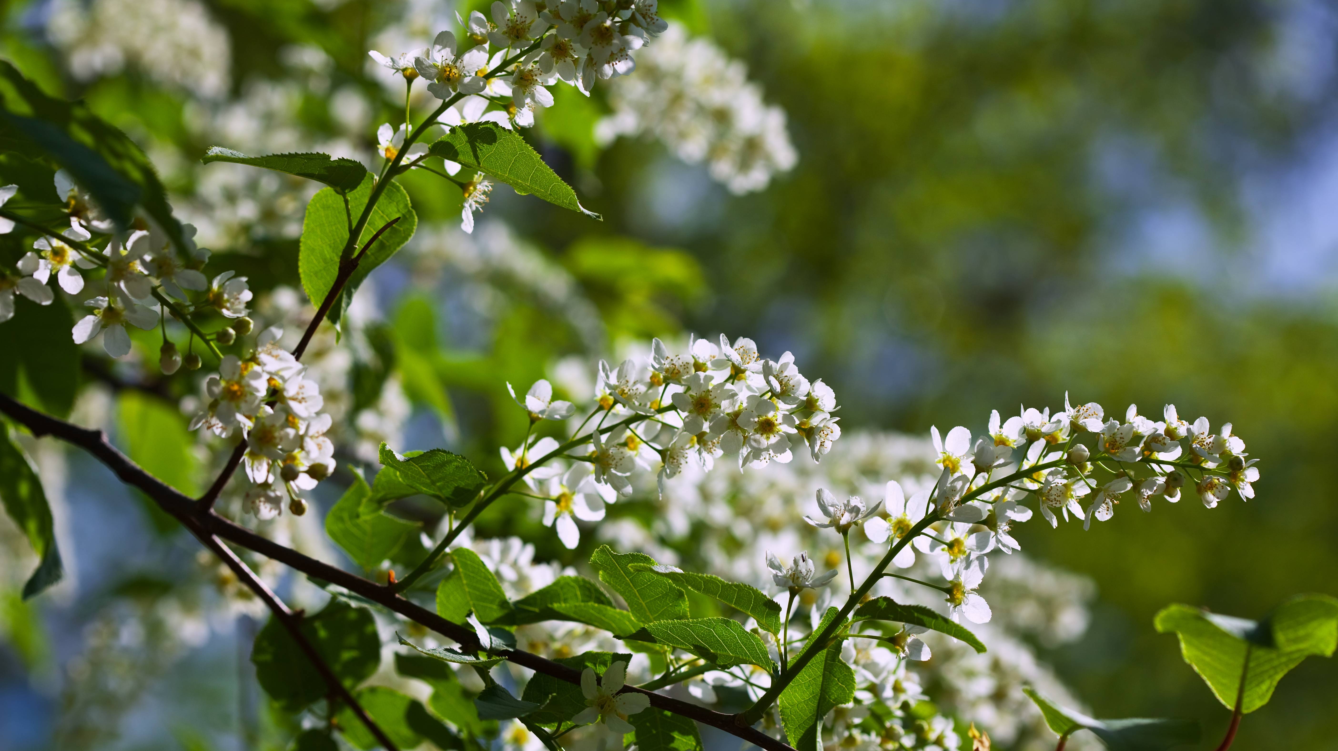Песня "Под окном черёмуха колышется ". Кавер смотреть онлайн
