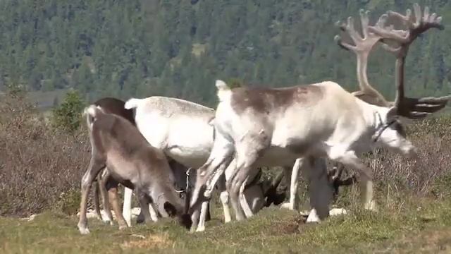 mong0812 045810 1 смотреть онлайн