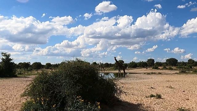Working With Wildlife In The South East Kalahari - Combine African Safari With Wildlife Conservatio смотреть онлайн