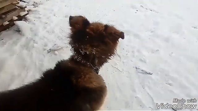 Рассказываю о всех наших животных.если вы.... смотреть онлайн