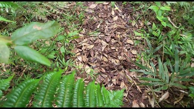 МАДАГАСКАР, 2024. Нацпарк Мантадия. Ищем лемуров индри и вари по запаху. 4 СЕРИЯ смотреть онлайн