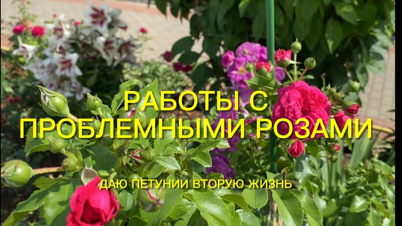 Розы. Работа с проблемными розами. Даю вторую жизнь петуниям: обрезка, подкормка … смотреть онлайн