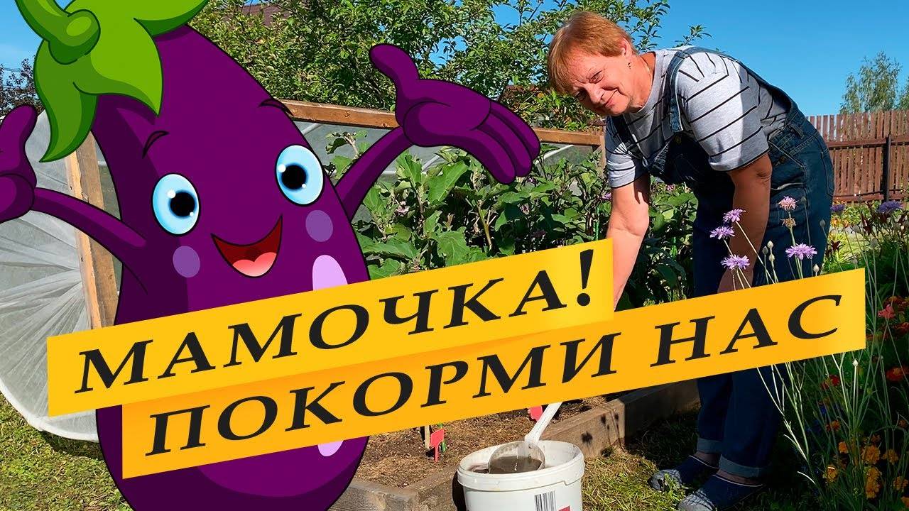 Обязательная подкормка для баклажанов. смотреть онлайн