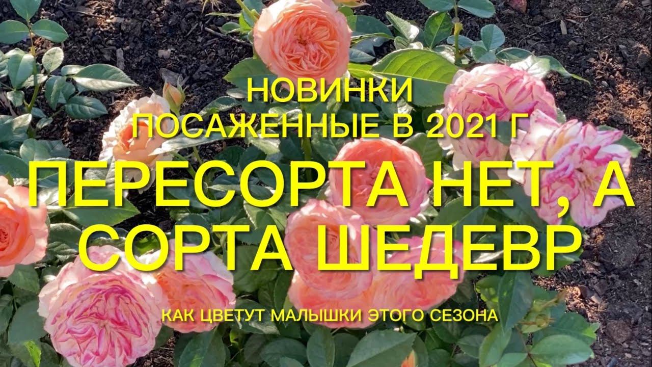 Розы. Пересорта нет , а сорта шедевр. Как же хороши новинки 2021 года. смотреть онлайн