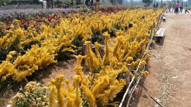 KhunReam Flowers Gardens at Banteaysrey ;Siamreap Province.សួនផ្ការាមសា ក្នុងស្រុកបន្ទាយស្រី។ смотреть онлайн