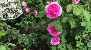 Розы.Эти розы Остина должны быть у всех.