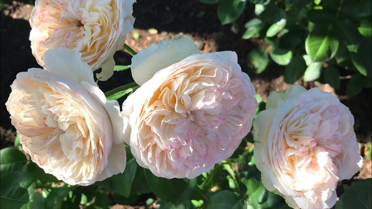 Розы. Последние штрихи цветения роз. смотреть онлайн