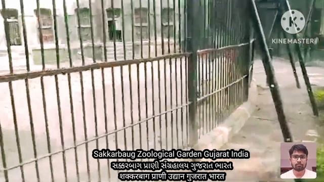SAKKARBAUG ZOOLOGICAL GARDEN JUNAGADH INDIA | સક્કરબાગ પ્રાણી સંગ્રહાલય જુનાગઢ | सक्करबाग चिड़िया घ смотреть онлайн