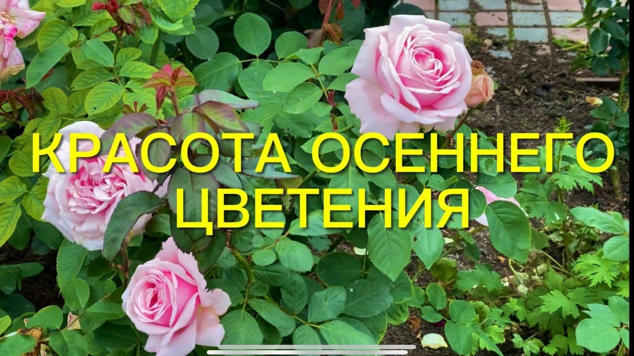 Розы. Я в шоке от осеннего цветения роз. Посмотрите какая красота!!! смотреть онлайн