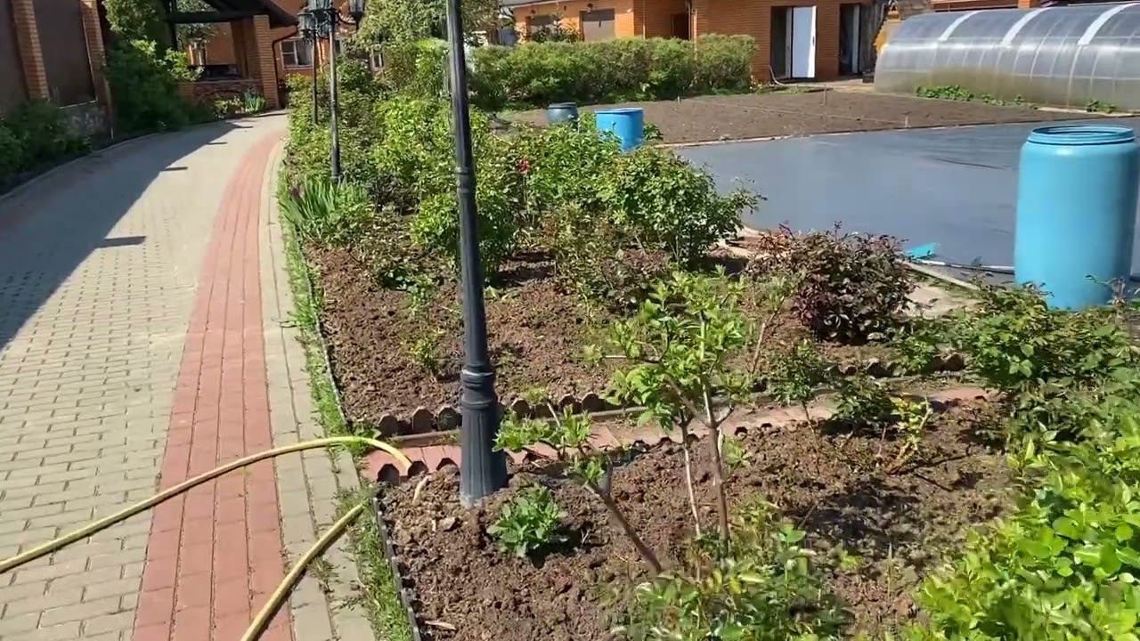 Розы. Помогаем восстановиться розам после заморозков. Чем подкормить и обработать? смотреть онлайн