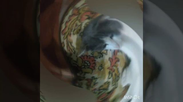 Чел у меня есть кот смотреть онлайн
