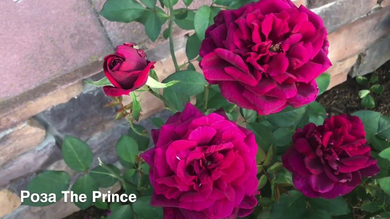 Розы . Все о розах Дэвида Остина: Juliet, The Prince ,L D Braithwaite. смотреть онлайн