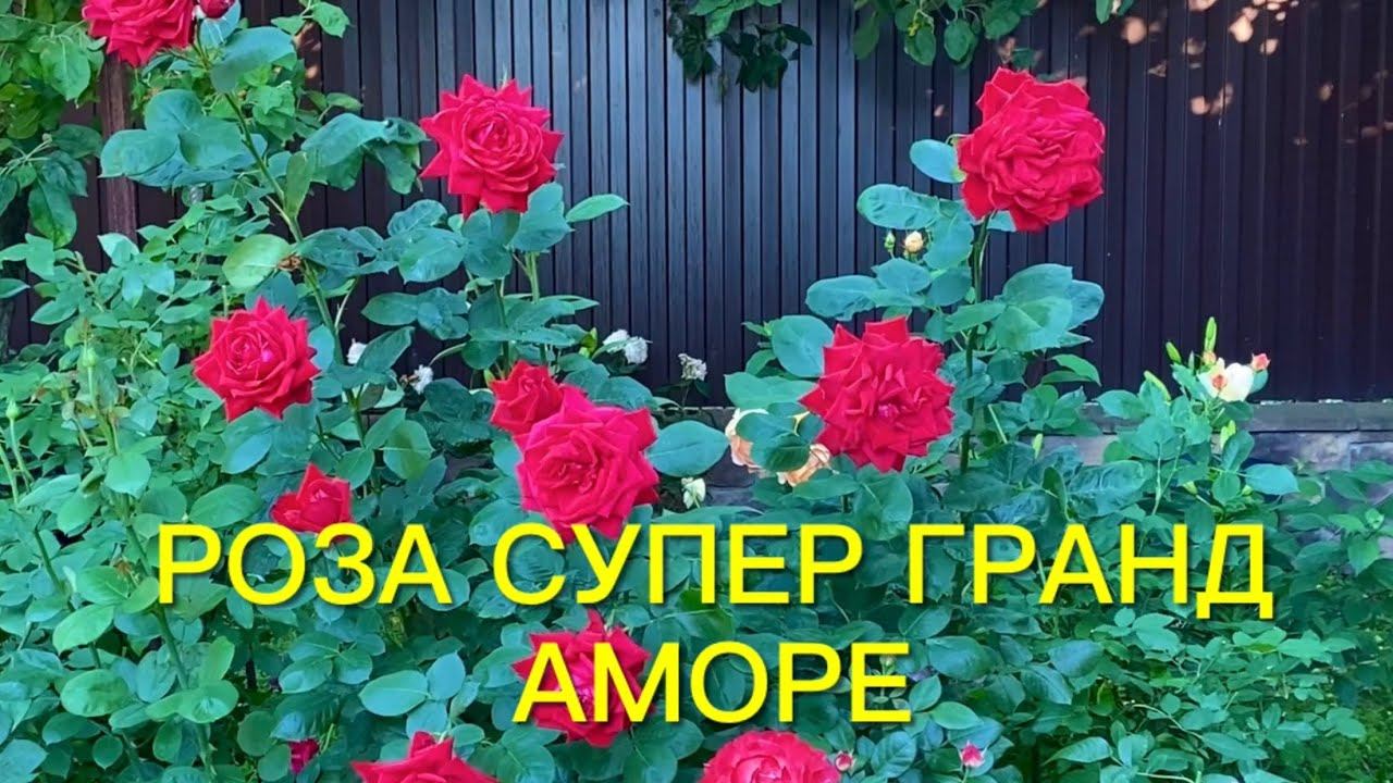 Роза Super Grand Amore. Вопросов много??? Но красота ее восхищает. Это - шедевр. смотреть онлайн