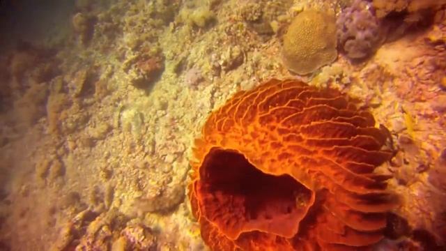 Anilao Dive - Dive and Trek смотреть онлайн
