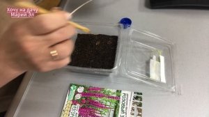 Посев дербенника иволистного Розовый замок 18.02.25.