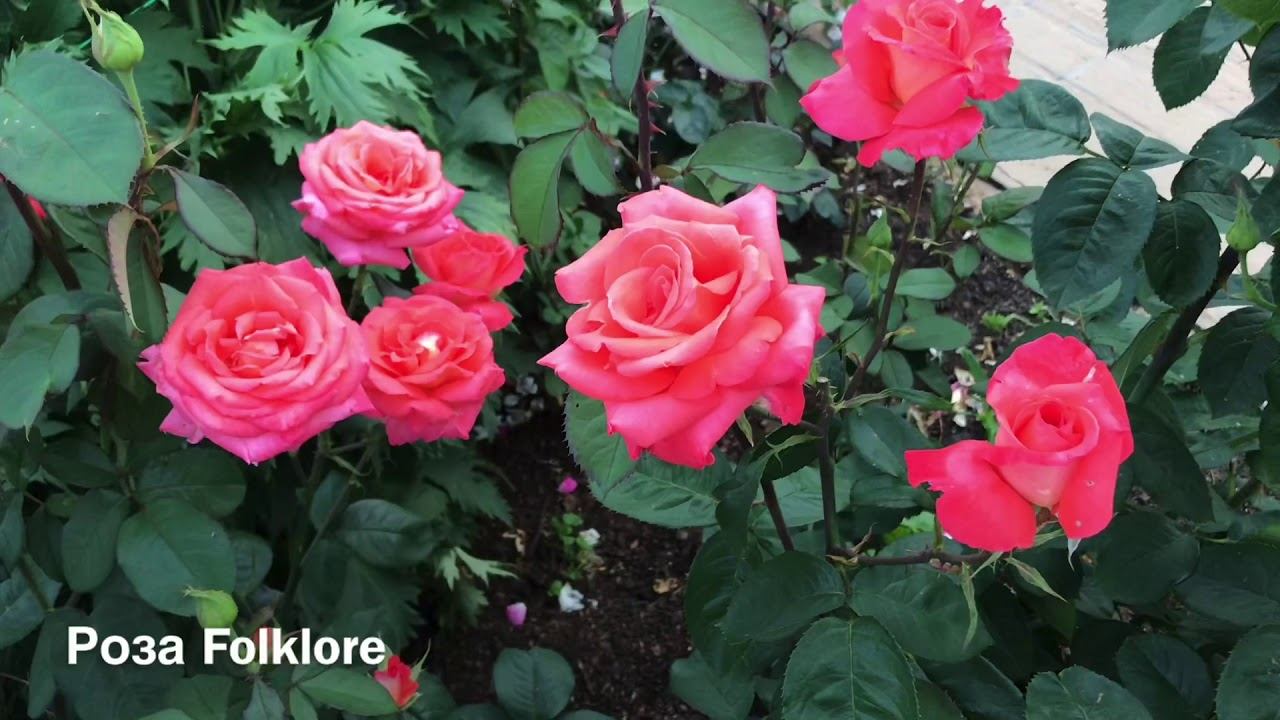 Розы. Как не влюбиться...Belvedere, Folklore, Paul Bocuse, Notre Dame du Rosaire. смотреть онлайн