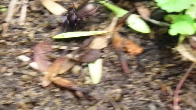 Wood ground beetle (Carabus nemoralis) on the move, probably hunting for snails. :) смотреть онлайн