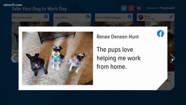National Take Your Dog to Work Day | WakeUp11 смотреть онлайн