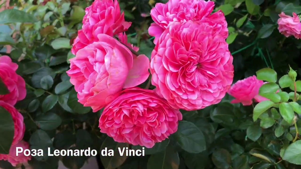 Розы. Выбираем Розы для своего сада: Parole, Leonardo da Vinci, Gloria Dei. смотреть онлайн